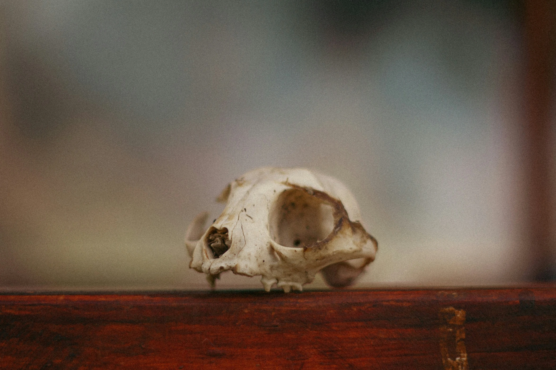 a small, white and brown animal skull on top of a table