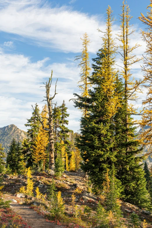 a few trees are turning yellow on a hill