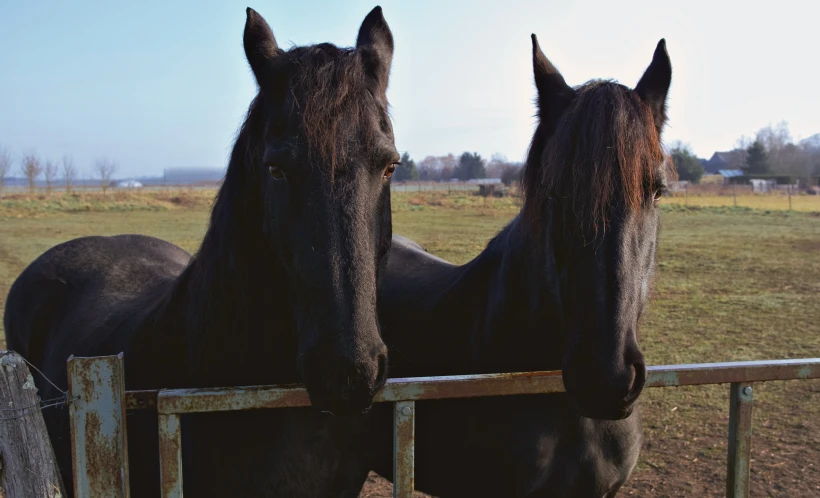 two horses looking over a wooden rail gate