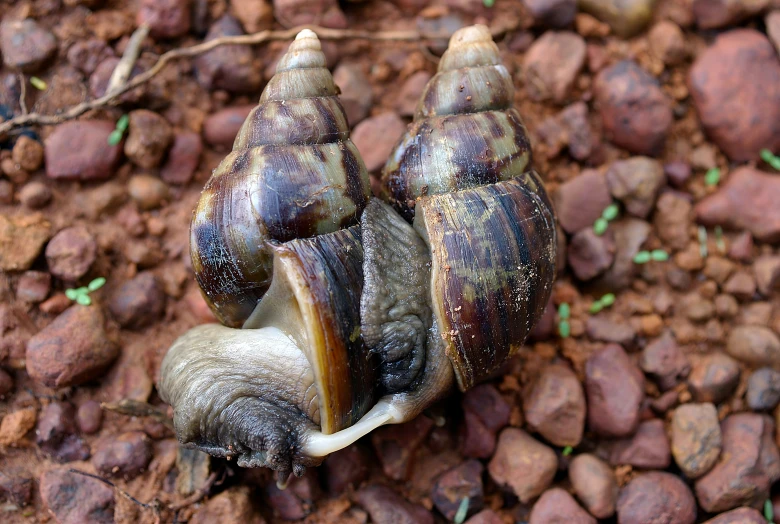 two brown snails are on some rocks