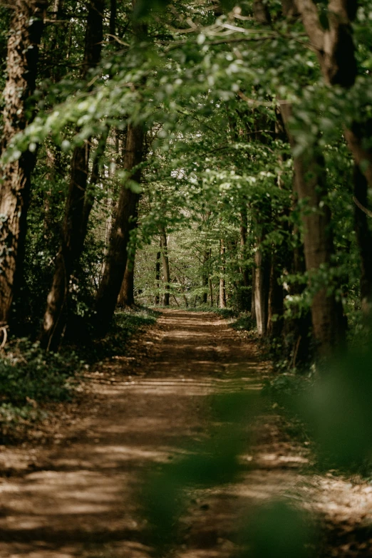 dirt road with green trees lining both sides of it