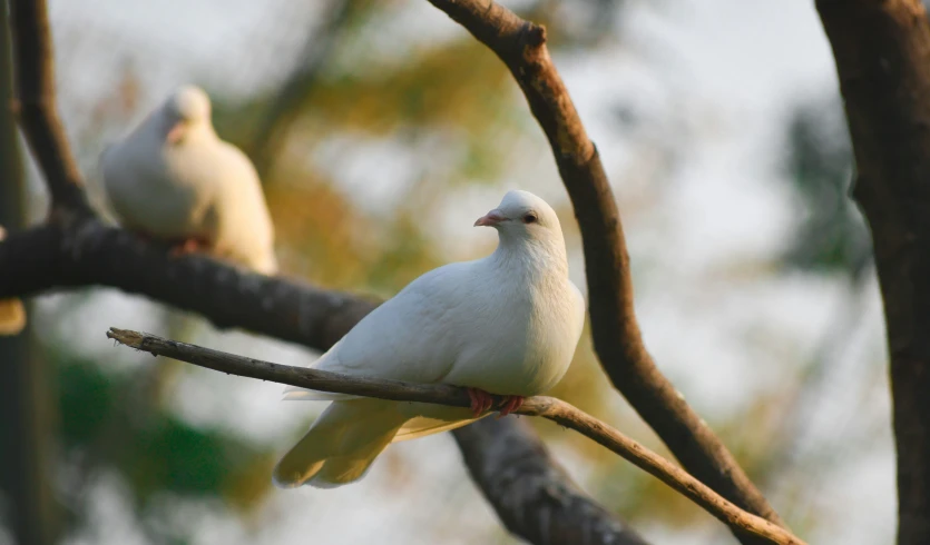 there are two pigeons sitting on the nch of a tree