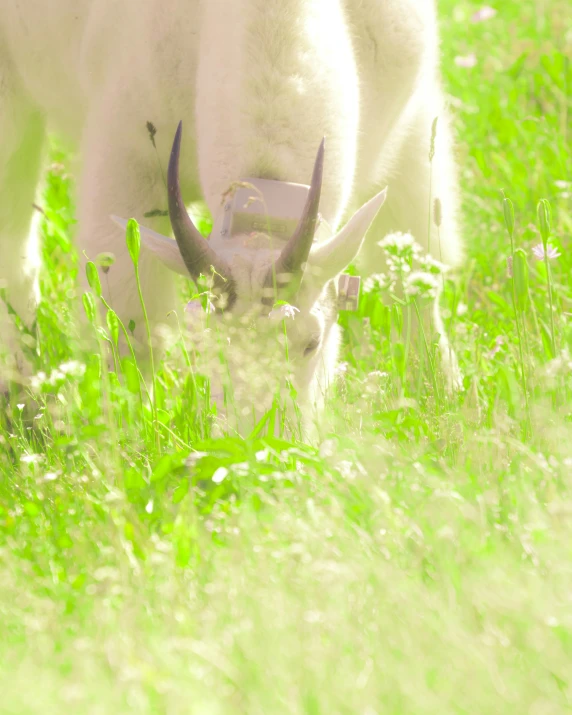 a cow grazes on tall grass in a meadow