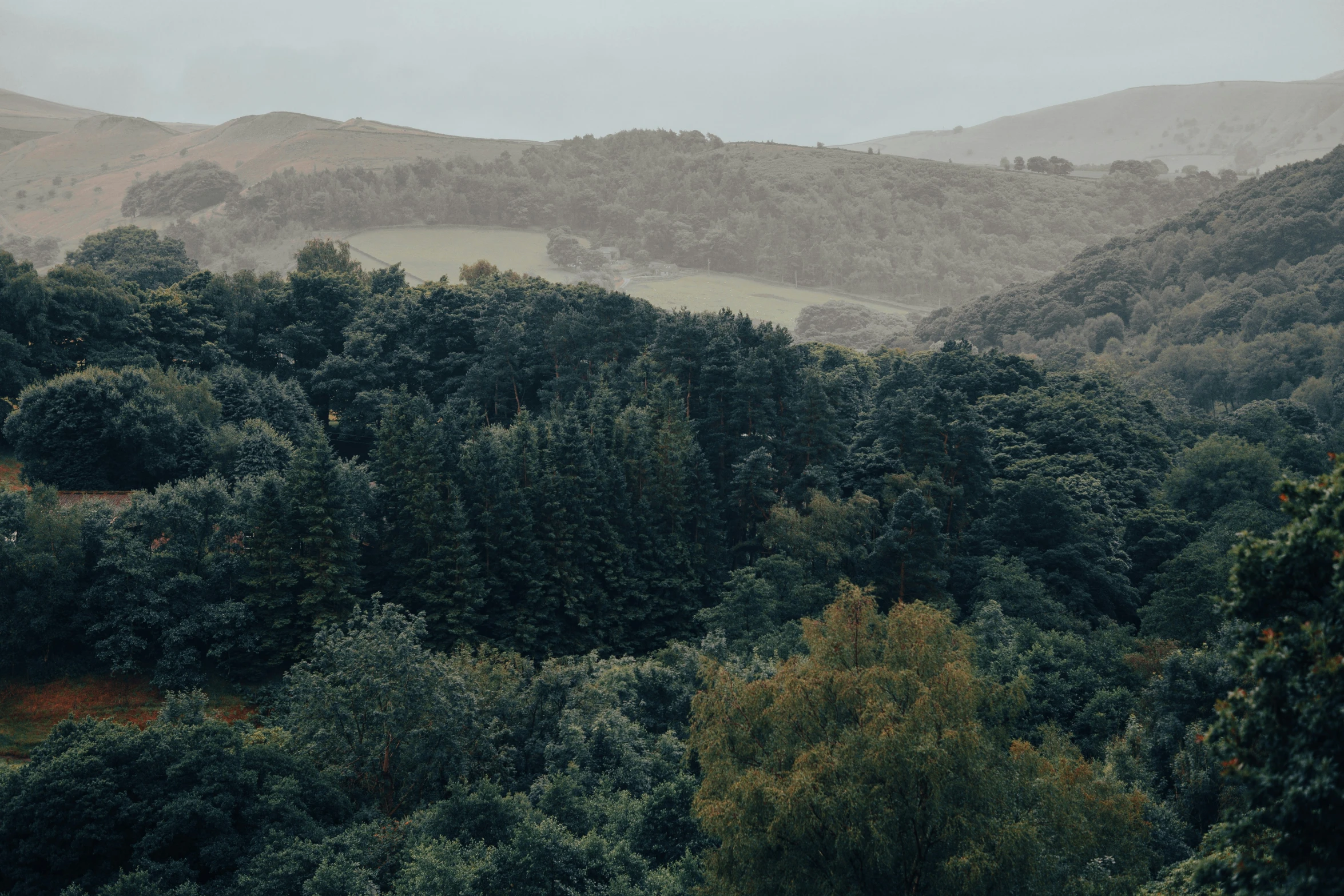 a hill covered with trees and covered in fog