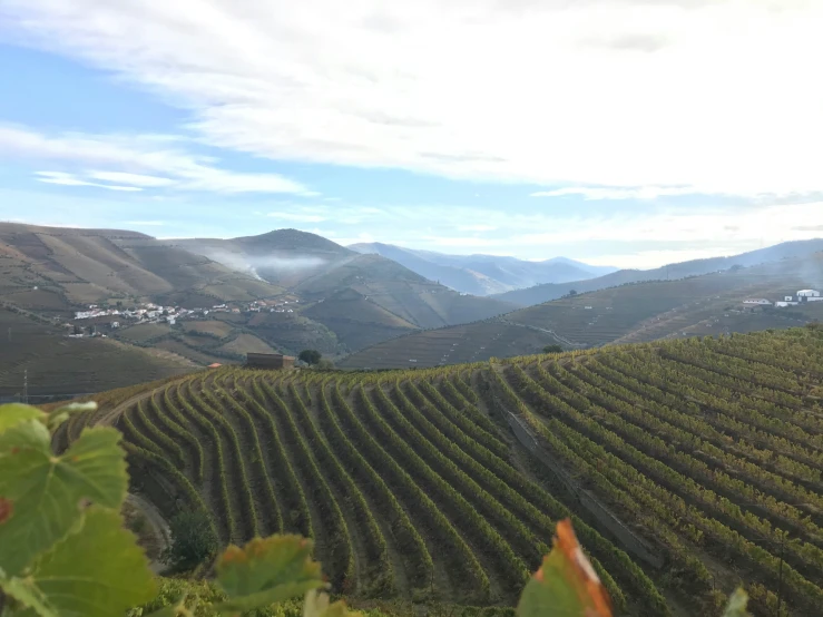 a view from a vineyard looking out at a town in the background