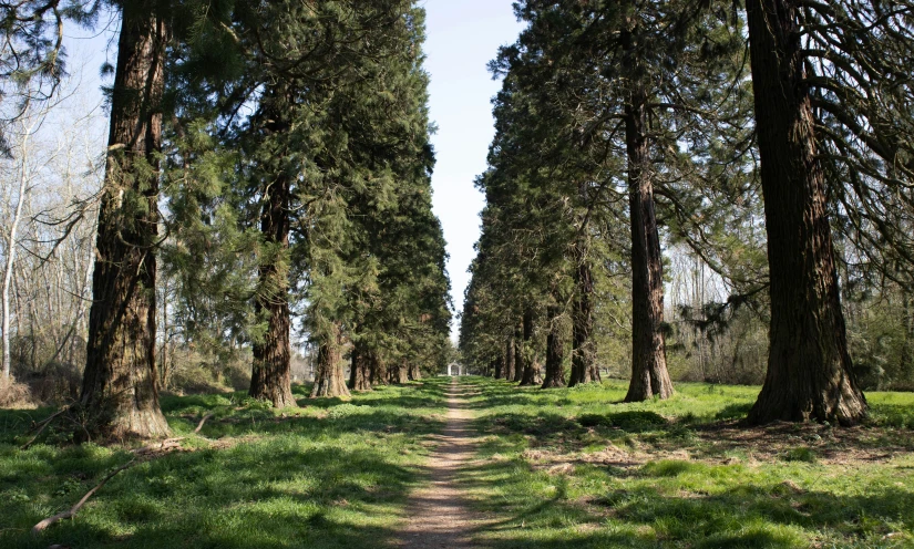 tall trees line the dirt road through a wooded area