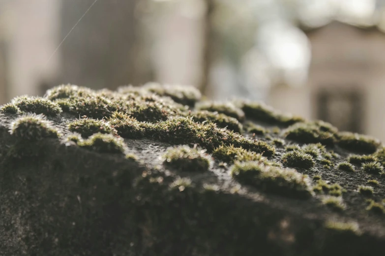 a rock with moss growing on it next to some buildings