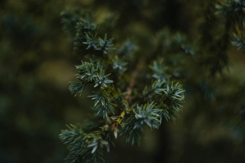 pine needles appear to look like they are covered by the leaves