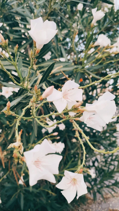 a close up of some white flowers growing by some trees