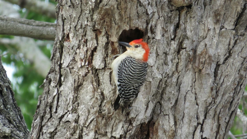 red head bird sitting on the bark of a tree