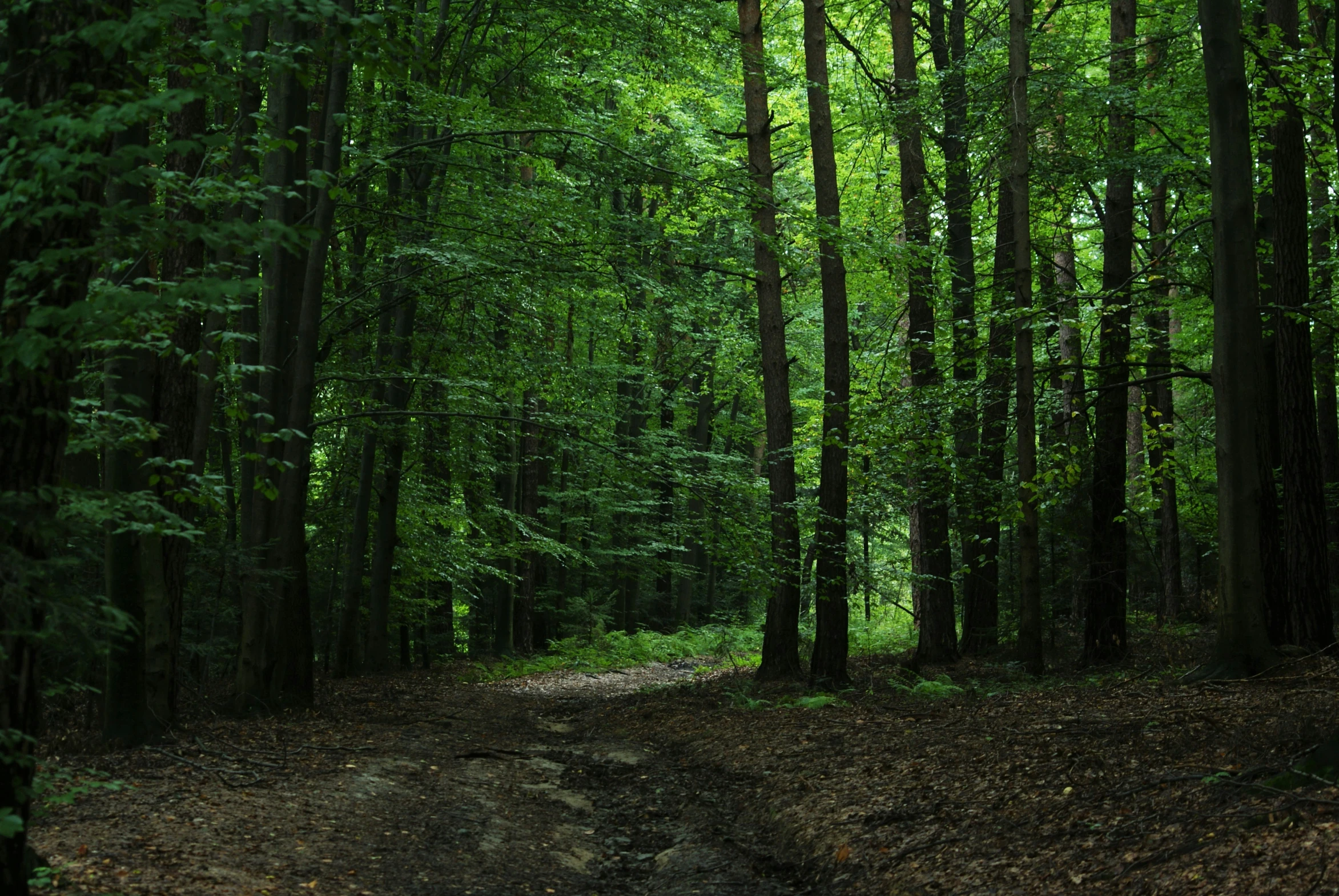 a forest filled with lots of trees and tall trunks