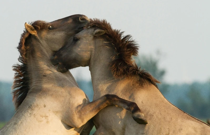 two white horses touching their heads in opposite directions