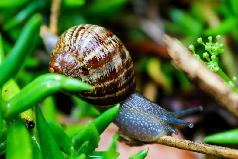 a small snail crawling across a green plant