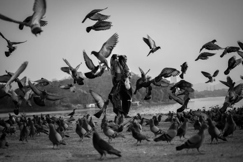 black and white pograph of birds flying over a field