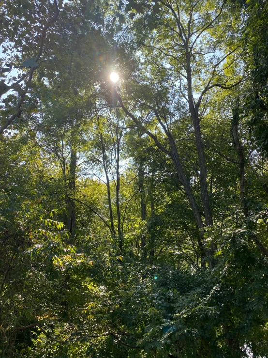 the sun shines through the trees in the forest