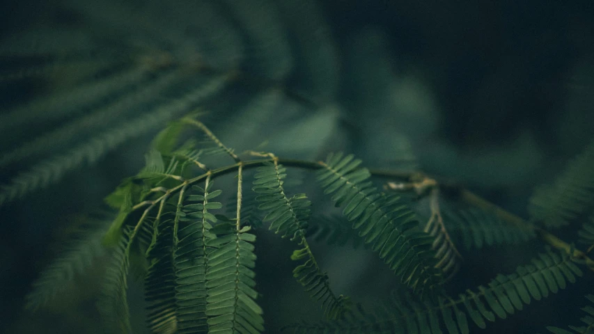 green leaves in motion, taken in nature