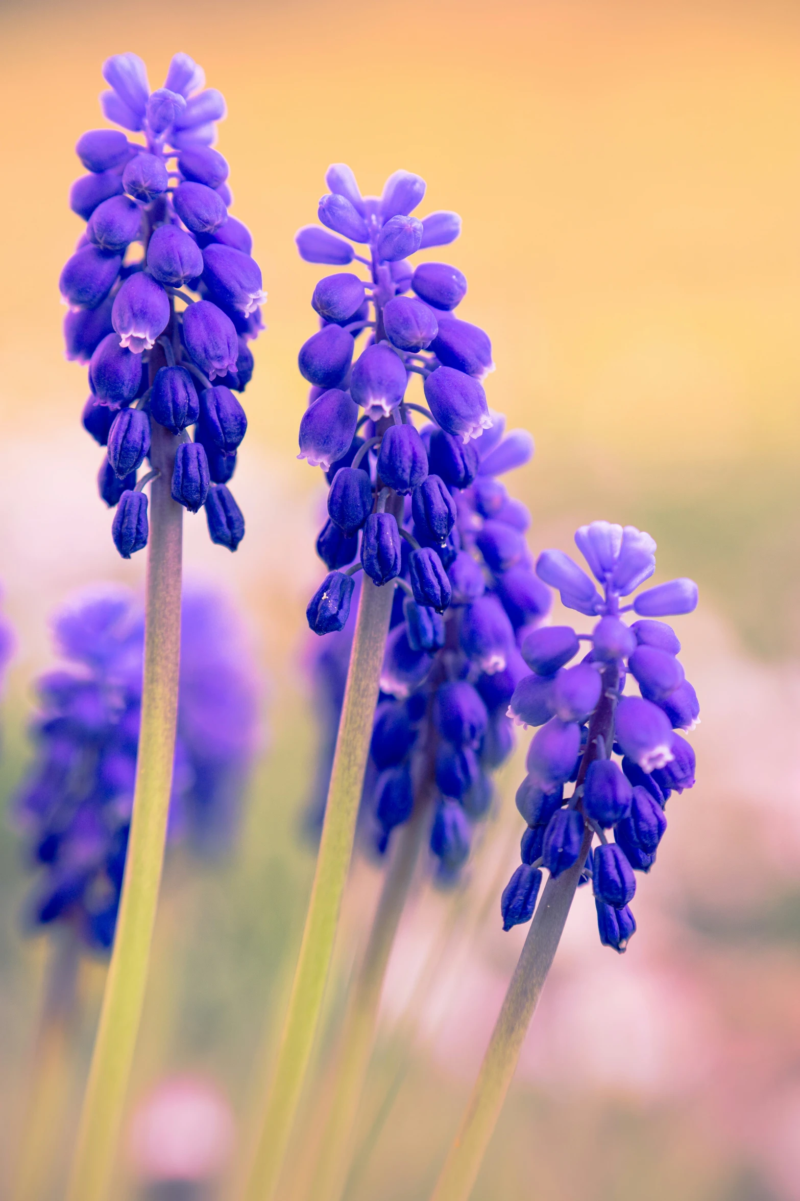 four purple flowers blooming out of stems with the blurred background