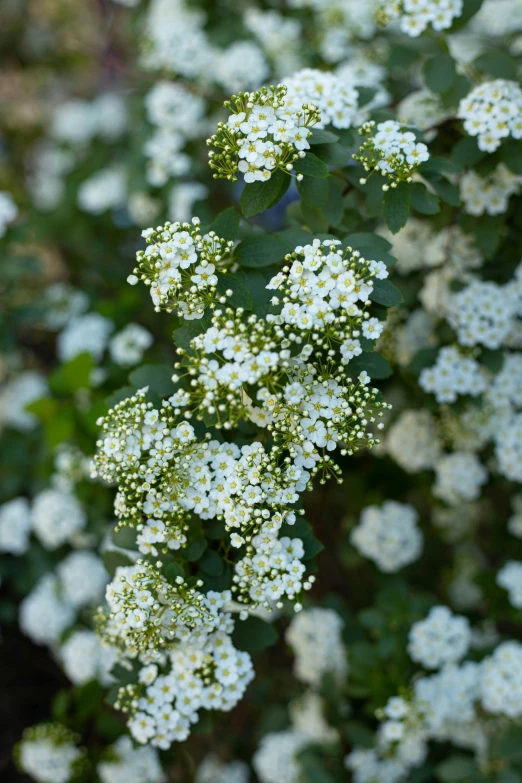 white flowers with some green leaves in the background