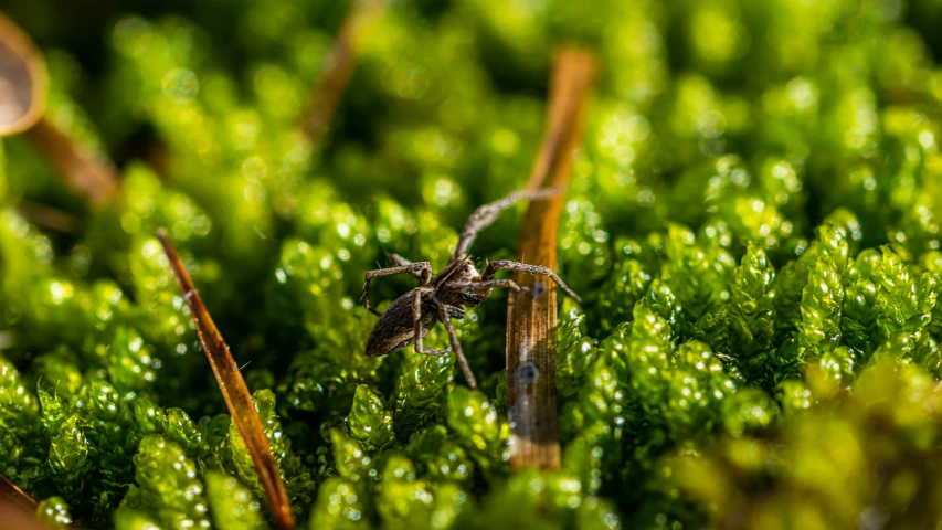 small insect on a very green surface with grass