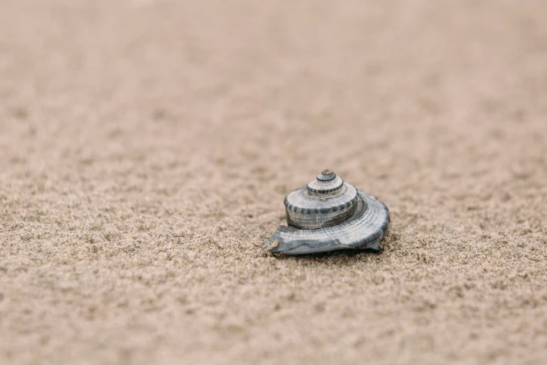 a small shell sitting on top of a sandy beach