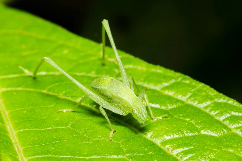 an insect that is sitting on a leaf