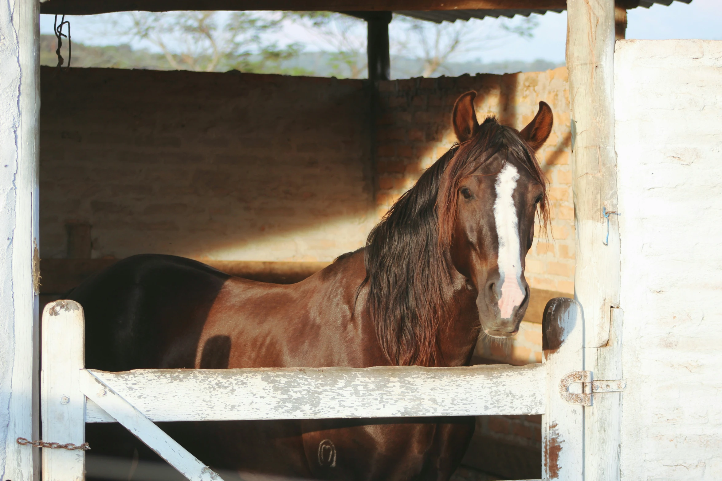 a brown and white horse is in a corral