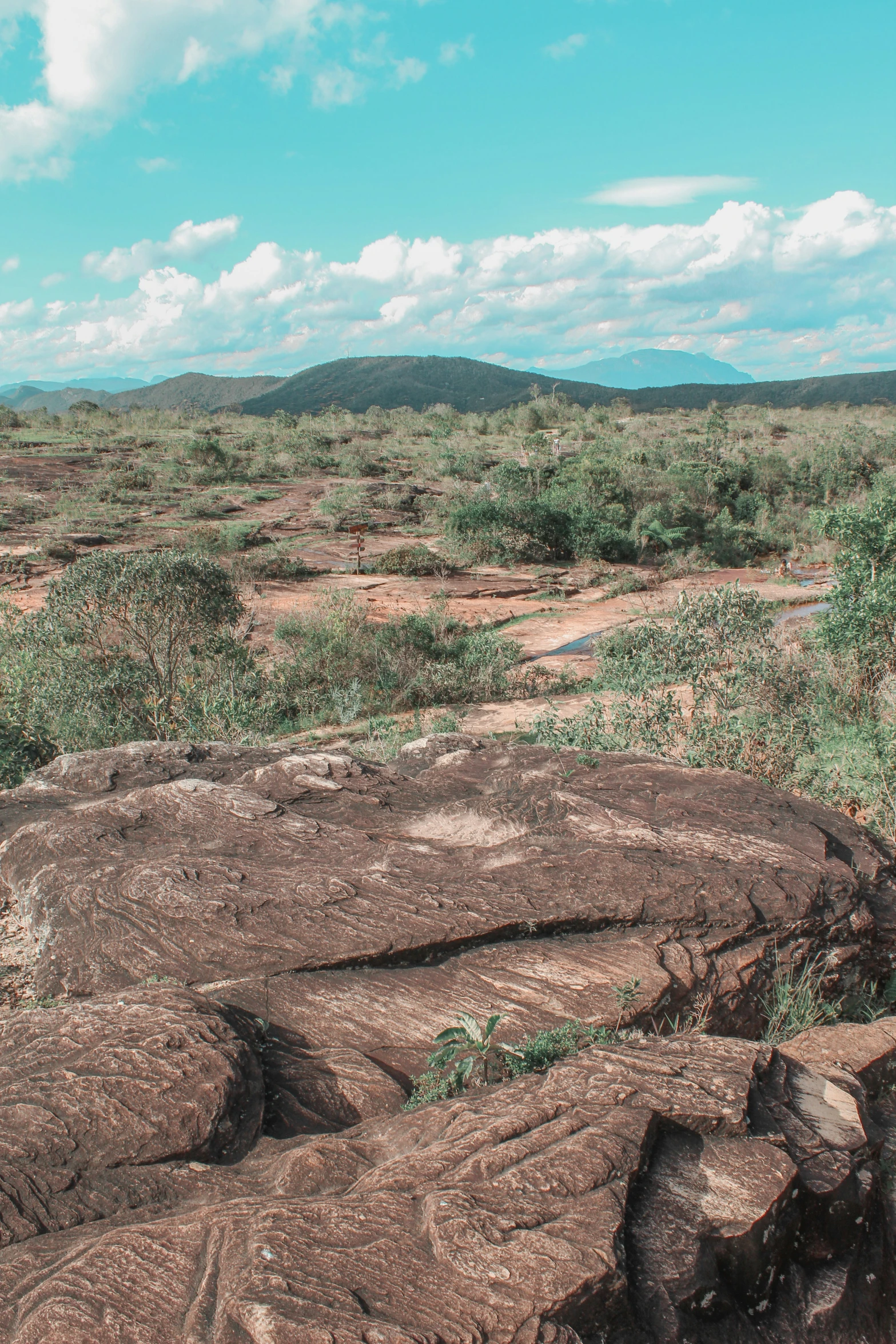 a view of a dirt field with trees and shrubs