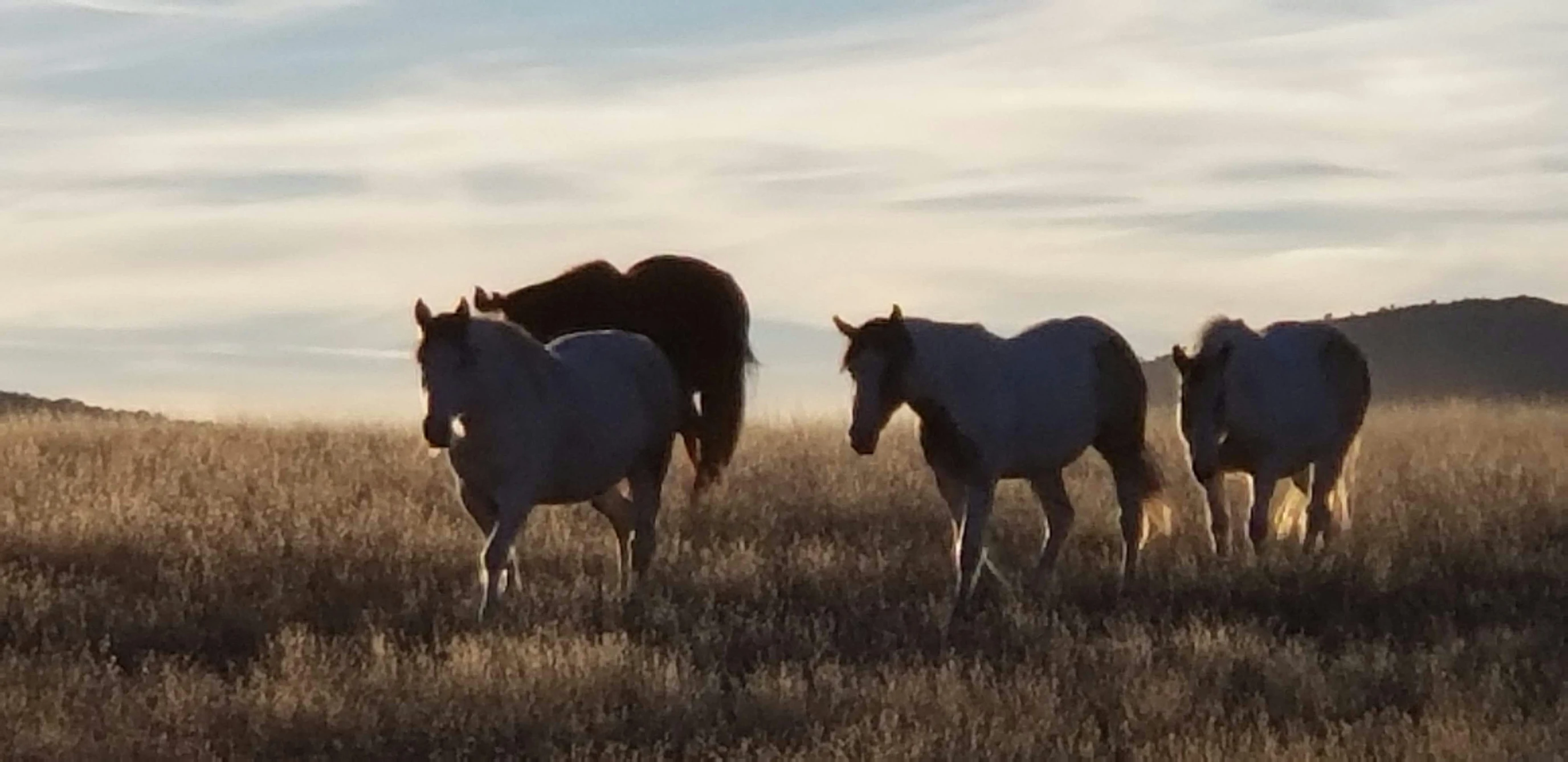 three brown horses grazing in tall grass near the mountain