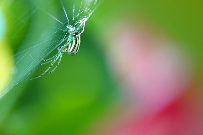 the spider has long legs and is hanging on its web