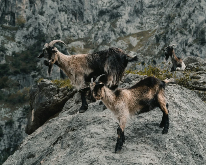 two goats with horns standing on a rock cliff