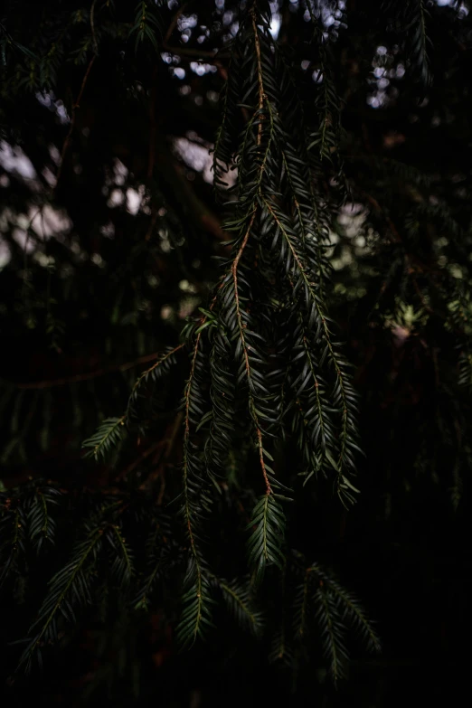 a closeup of some pine nches against a dark background