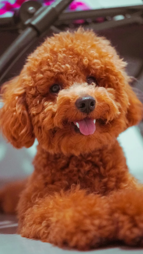 the puppy is looking up while lying down