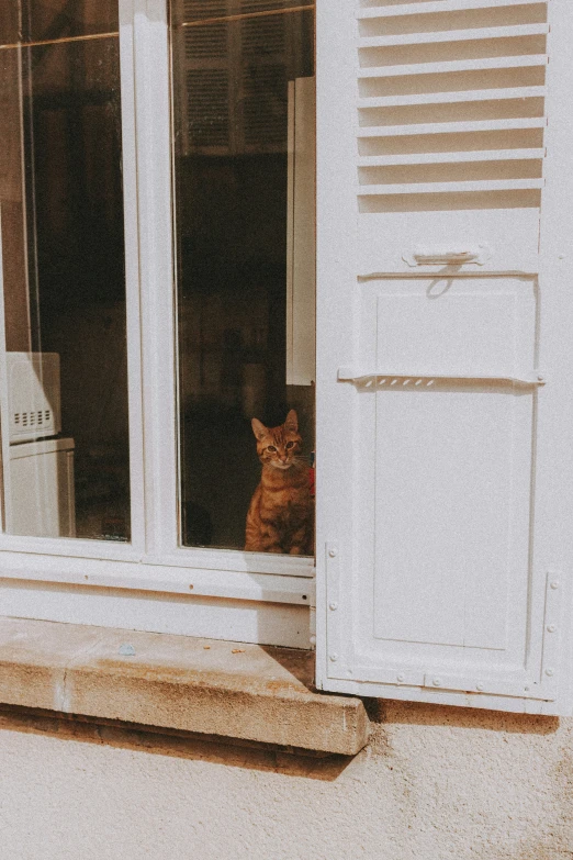 a cat sitting in a window on the outside