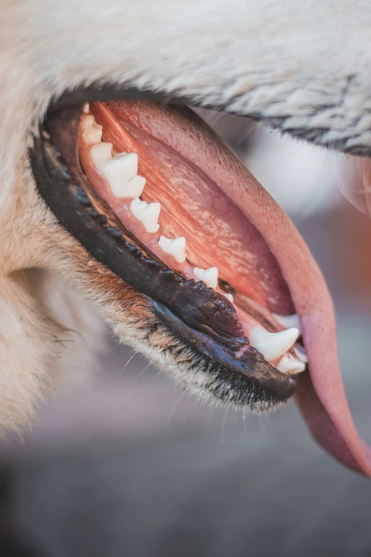 an animal with a tooth missing and its mouth open