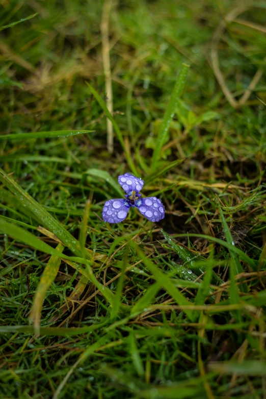 a small blue flower that has a tiny blue flower on it