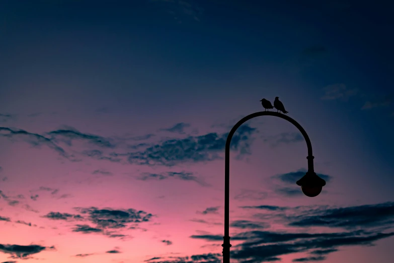 the bird is perched on a street lamp