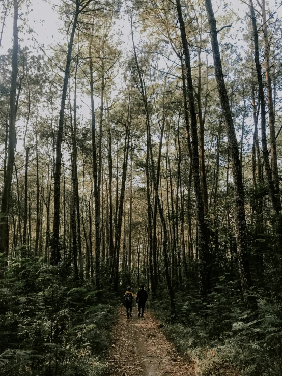 two people on a trail in the woods