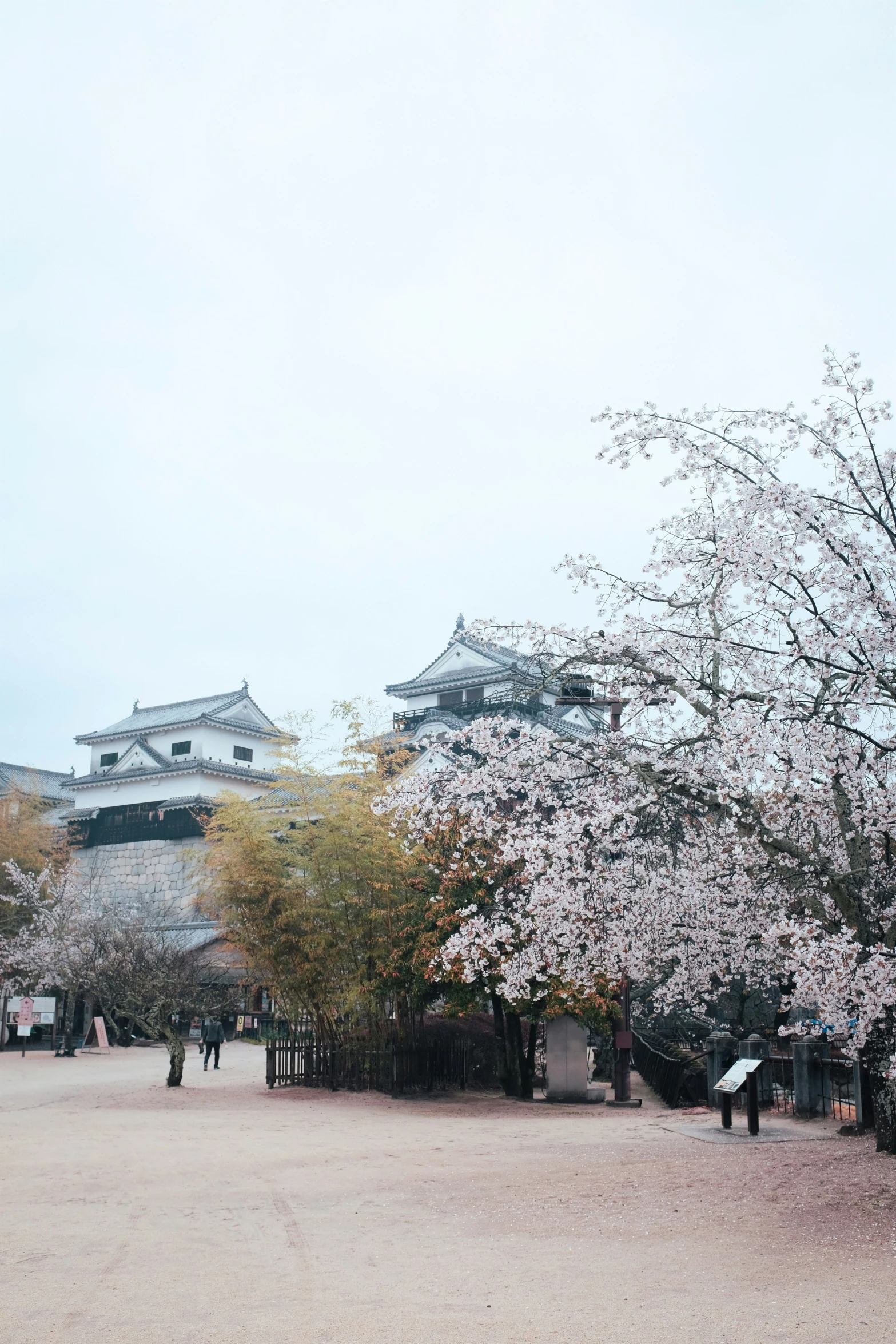 several people walking around and under trees in bloom