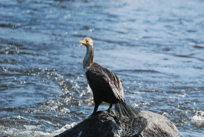 there is a bird standing on the rock