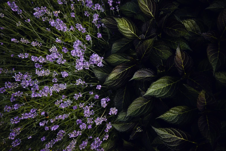 a large bunch of purple flowers growing up side down