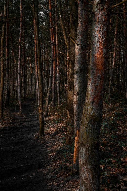 a trail winds through a forest area in a light dustine of sunlight