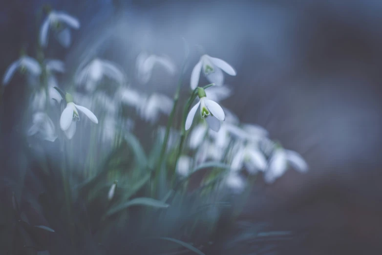 some white flowers are seen in the foreground