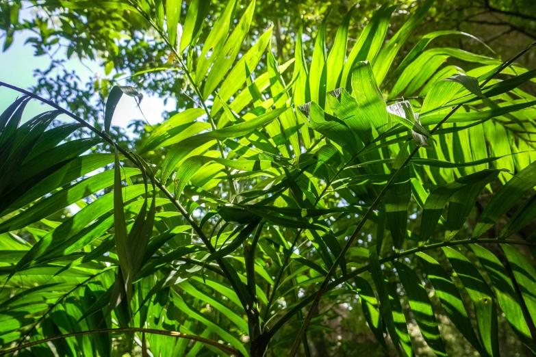 the leaves of palm tree under the shade