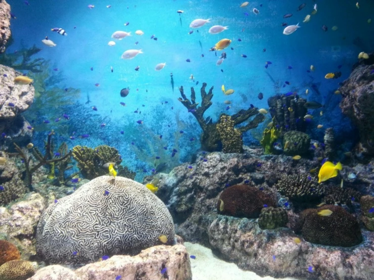 a large underwater coral covered in corals and fish