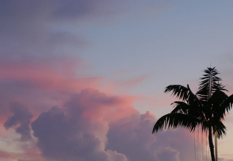 a tree is silhouetted against the evening sky