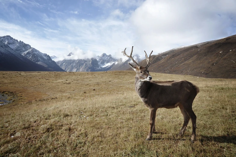 a deer that is standing in the grass