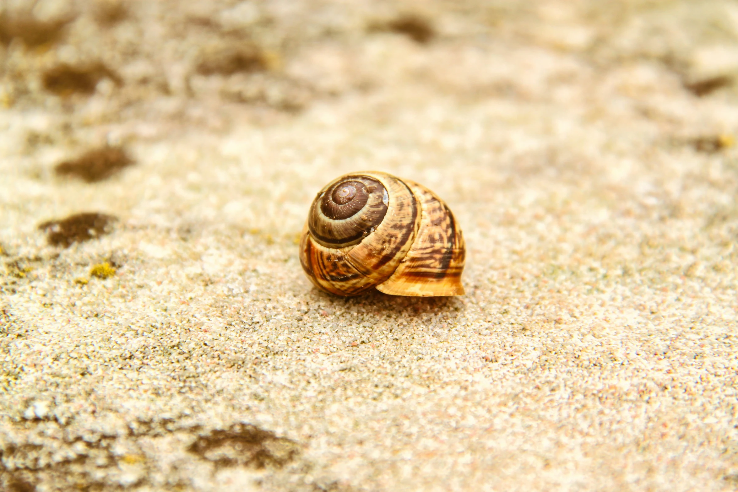 a brown snail is sitting on some sand