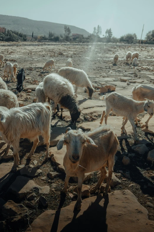 a herd of goats grazing on some rocks