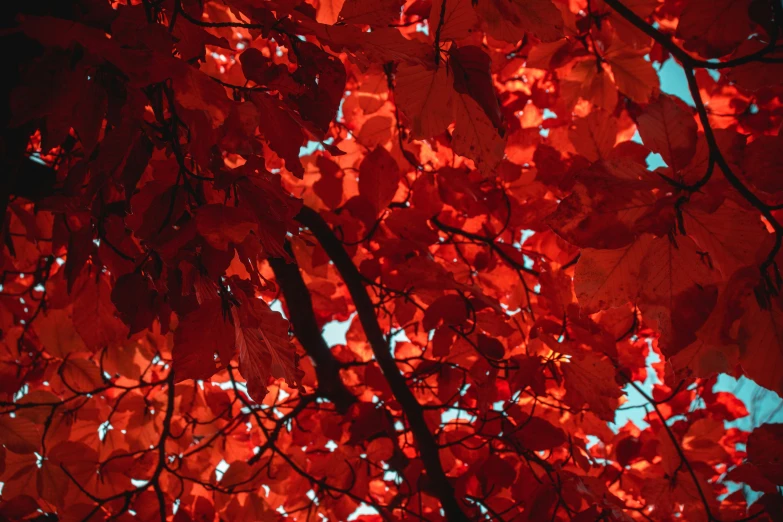 a group of trees with red leaves in front of a blue sky