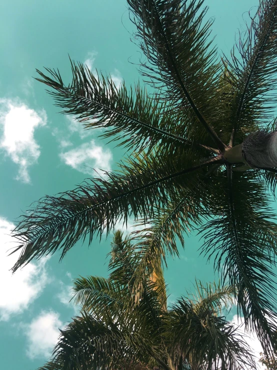 a flock of birds is sitting on a palm tree